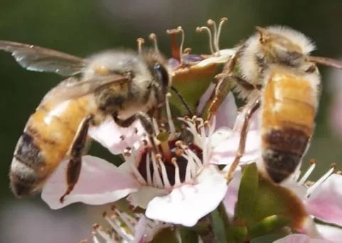 Bee+